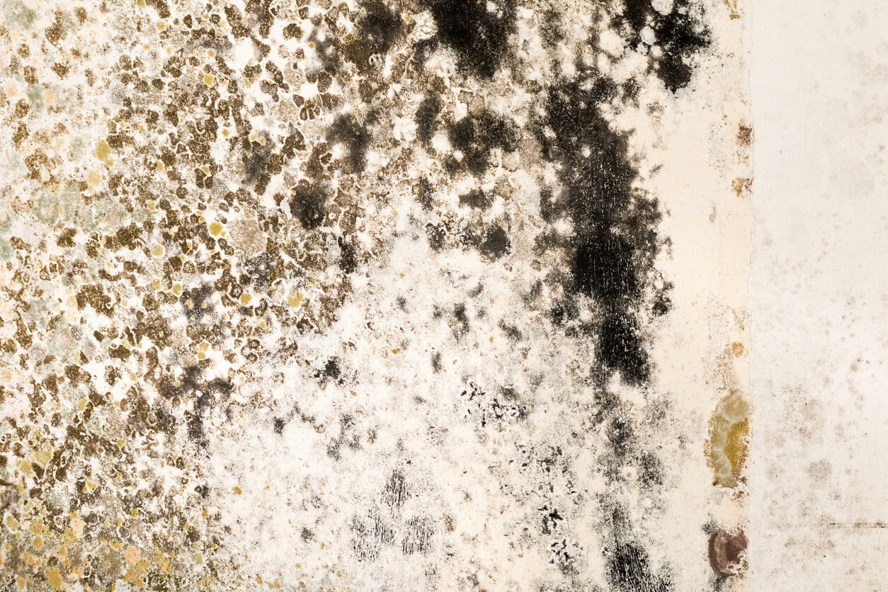 Black Mold 101: What it is & Why It Needs to Go